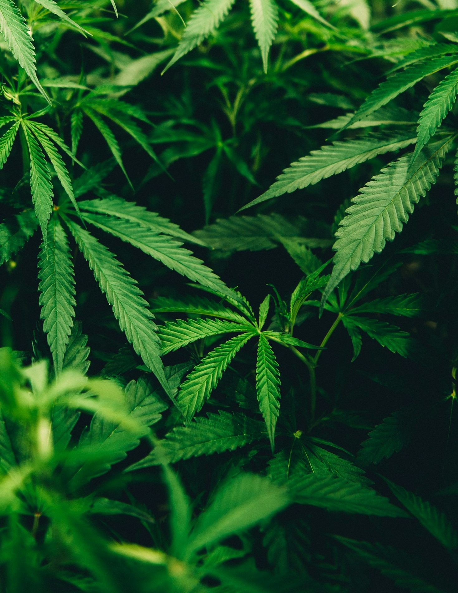 Warum Nachhaltigkeit im Cannabis-Anbau wichtig ist