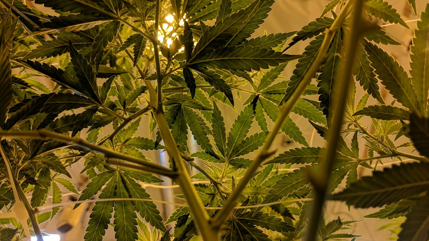 Verantwortungsvoller Cannabiskonsum: Ein Leitfaden